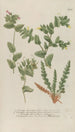 Phytanthoza iconographia Pl083 - Johann Wilhelm Weinmann — vista de la obra
