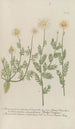 Phytanthoza iconographia Pl087 - Johann Wilhelm Weinmann — vista de la obra