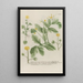 Phytanthoza iconographia Pl089 - Johann Wilhelm Weinmann — cuadro enmarcado en la pared