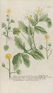Phytanthoza iconographia Pl089 - Johann Wilhelm Weinmann — vista de la obra