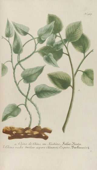 Johann Wilhelm Weinmann - Phytanthoza iconographia Pl090.webp