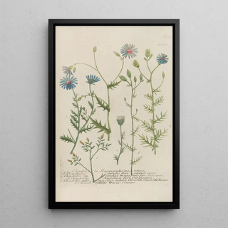 Johann Wilhelm Weinmann - Phytanthoza iconographia Pl091.webp