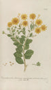 Phytanthoza iconographia Pl092 - Johann Wilhelm Weinmann — vista de la obra