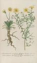 Phytanthoza iconographia Pl093 - Johann Wilhelm Weinmann — vista de la obra