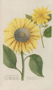 Phytanthoza iconographia Pl096 - Johann Wilhelm Weinmann — vista de la obra