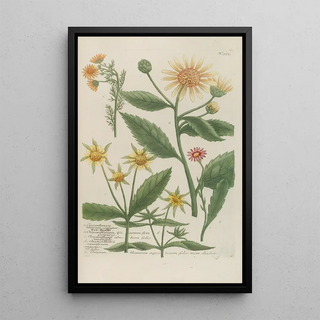 Johann Wilhelm Weinmann - Phytanthoza iconographia Pl098.webp