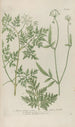 Phytanthoza iconographia Pl107 - Johann Wilhelm Weinmann — vista de la obra