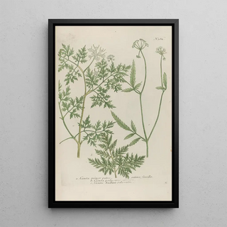 Johann Wilhelm Weinmann - Phytanthoza iconographia Pl107.webp