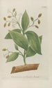 Phytanthoza iconographia Pl108 - Johann Wilhelm Weinmann — vista de la obra