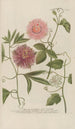 Phytanthoza iconographia Pl120 - Johann Wilhelm Weinmann — vista de la obra
