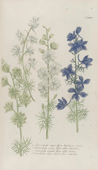 Johann Wilhelm Weinmann - Phytanthoza iconographia Pl132.webp