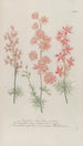 Phytanthoza iconographia Pl133 - Johann Wilhelm Weinmann — vista de la obra