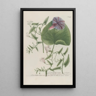 Johann Wilhelm Weinmann - Phytanthoza iconographia Pl138.webp