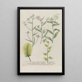 Johann Wilhelm Weinmann - Phytanthoza iconographia Pl139.webp