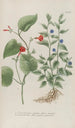 Phytanthoza iconographia Pl141 - Johann Wilhelm Weinmann — vista de la obra