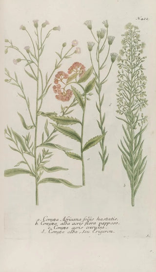 Johann Wilhelm Weinmann - Phytanthoza iconographia Pl145.webp