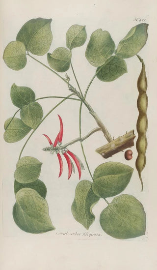 Johann Wilhelm Weinmann - Phytanthoza iconographia Pl148.webp