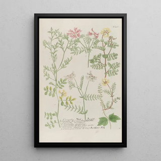 Johann Wilhelm Weinmann - Phytanthoza iconographia Pl153.webp