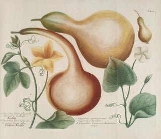 Johann Wilhelm Weinmann - Phytanthoza iconographia Pl165.webp