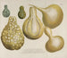 Phytanthoza iconographia Pl. 166 - Johann Wilhelm Weinmann — vista de la obra