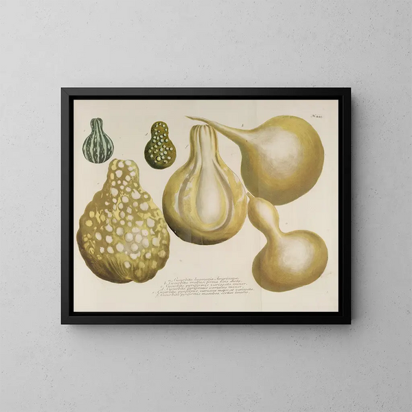 Phytanthoza iconographia Pl. 166 - Johann Wilhelm Weinmann — cuadro enmarcado en la pared