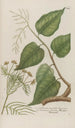 Phytanthoza iconographia Pl170 - Johann Wilhelm Weinmann — vista de la obra