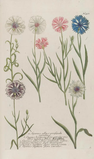 Johann Wilhelm Weinmann - Phytanthoza iconographia Pl174.webp