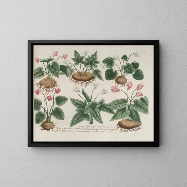 Phytanthoza iconographia Pl. 176 - Johann Wilhelm Weinmann — cuadro enmarcado en la pared