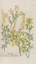Phytanthoza iconographia Pl179 - Johann Wilhelm Weinmann — vista de la obra