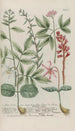 Phytanthoza iconographia Pl183 - Johann Wilhelm Weinmann — vista de la obra