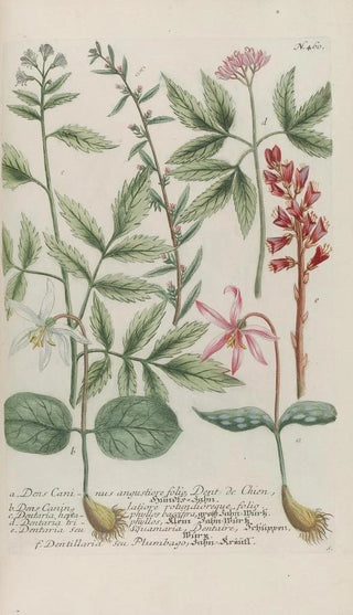 Johann Wilhelm Weinmann - Phytanthoza iconographia Pl183.webp