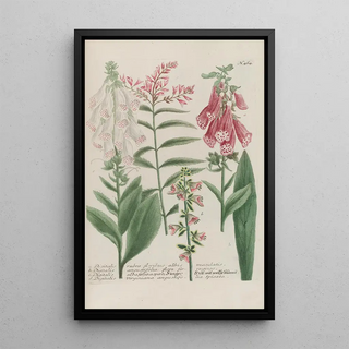 Johann Wilhelm Weinmann - Phytanthoza iconographia Pl187.webp