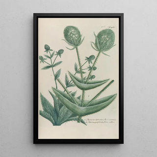 Johann Wilhelm Weinmann - Phytanthoza iconographia Pl189.webp