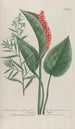 Phytanthoza iconographia Pl194 - Johann Wilhelm Weinmann — vista de la obra