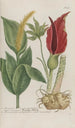Phytanthoza iconographia Pl195 - Johann Wilhelm Weinmann — vista de la obra