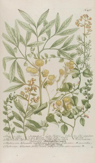Johann Wilhelm Weinmann - Phytanthoza iconographia Pl199.webp