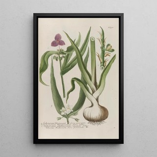 Johann Wilhelm Weinmann - Phytanthoza iconographia Pl201.webp