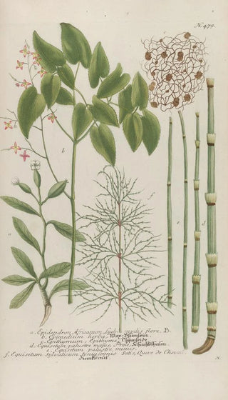 Johann Wilhelm Weinmann - Phytanthoza iconographia Pl202.webp