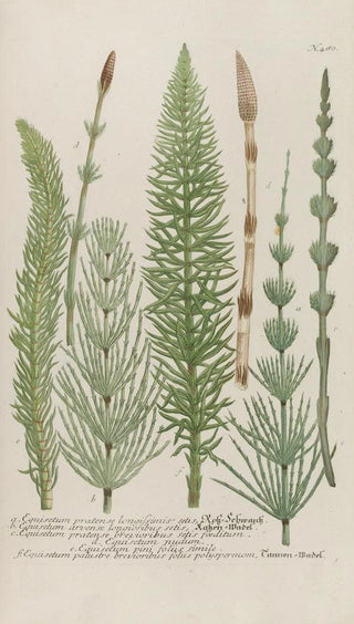 Johann Wilhelm Weinmann - Phytanthoza iconographia Pl203.webp