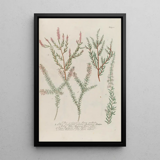 Johann Wilhelm Weinmann - Phytanthoza iconographia Pl204.webp