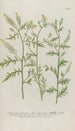 Phytanthoza iconographia Pl205 - Johann Wilhelm Weinmann — vista de la obra