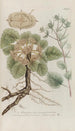 Phytanthoza iconographia Pl209 - Johann Wilhelm Weinmann — vista de la obra