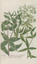Phytanthoza iconographia Pl213 - Johann Wilhelm Weinmann — vista de la obra