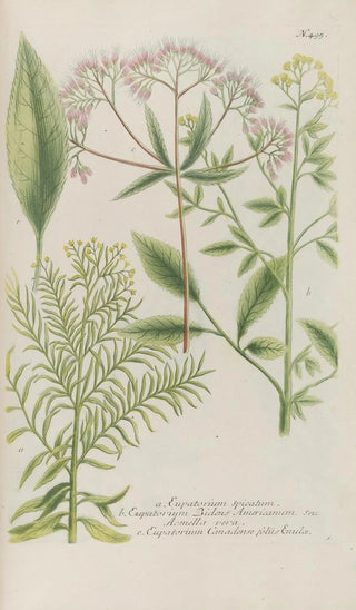 Johann Wilhelm Weinmann - Phytanthoza iconographia Pl218.webp