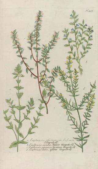 Johann Wilhelm Weinmann - Phytanthoza iconographia Pl222.webp