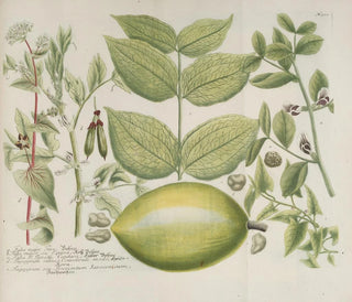Johann Wilhelm Weinmann - Phytanthoza iconographia Pl223.webp