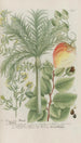Phytanthoza iconographia Pl224 - Johann Wilhelm Weinmann — vista de la obra