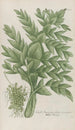Phytanthoza iconographia Pl226 - Johann Wilhelm Weinmann — vista de la obra