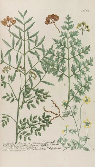 Johann Wilhelm Weinmann - Phytanthoza iconographia Pl227.webp