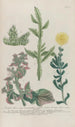Phytanthoza iconographia Pl230 - Johann Wilhelm Weinmann — vista de la obra